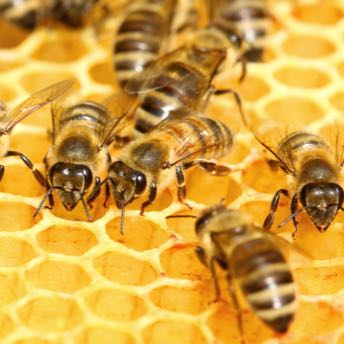 bees on honeycomb