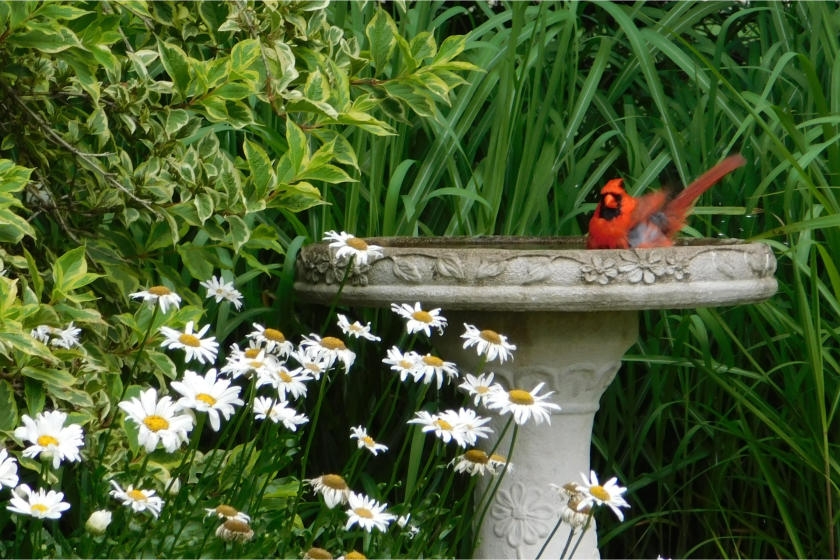How to Build a Backyard Bird Habitat