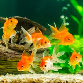 goldfish tank