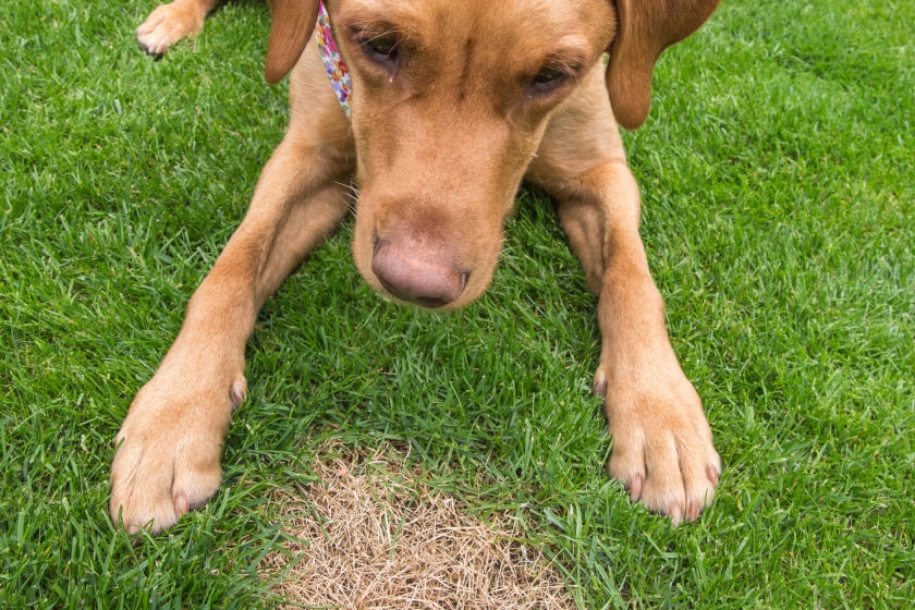 How to Remove Dog Spots from Your Lawn