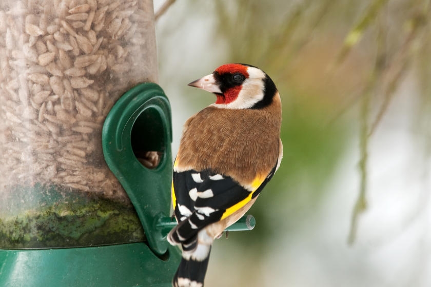 How to Clean a Bird Feeder