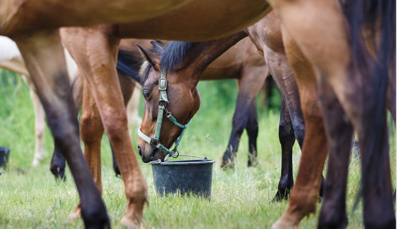 horses eating