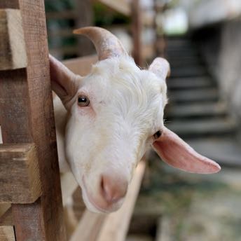 inquisitive goat