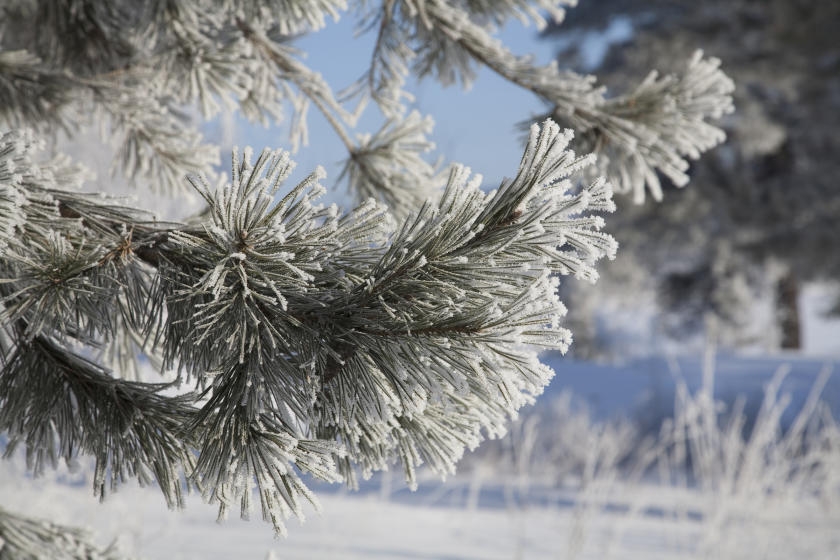 How to Protect Your Trees in Winter