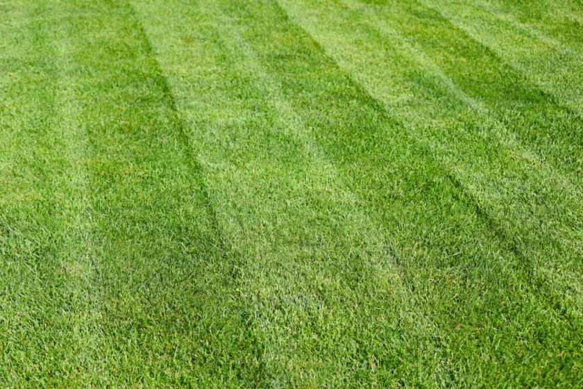 How to Stripe Your Lawn Like a Pro